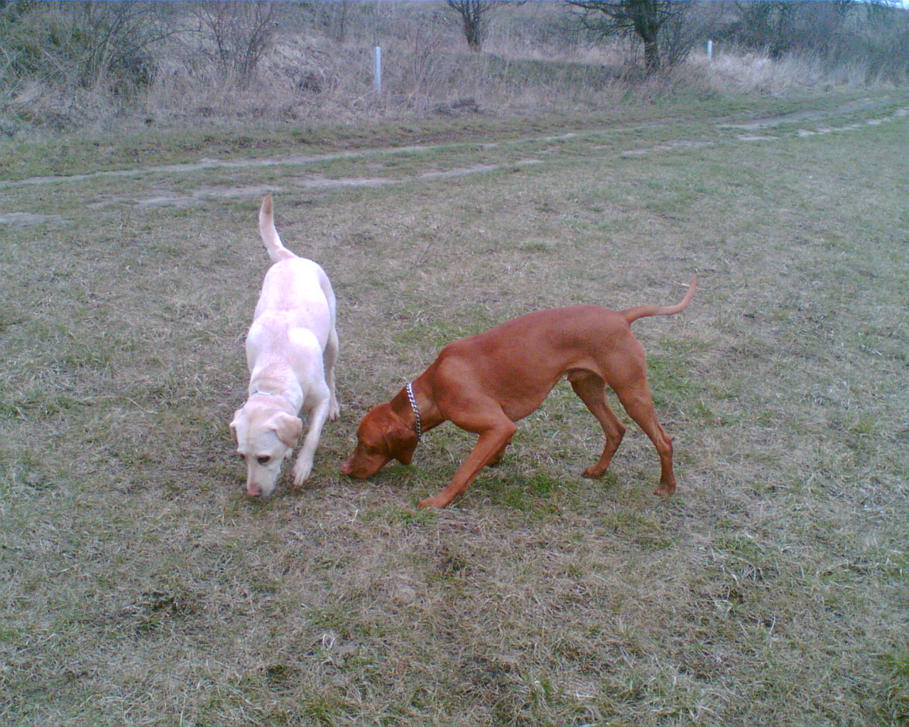 Obraz015.jpg